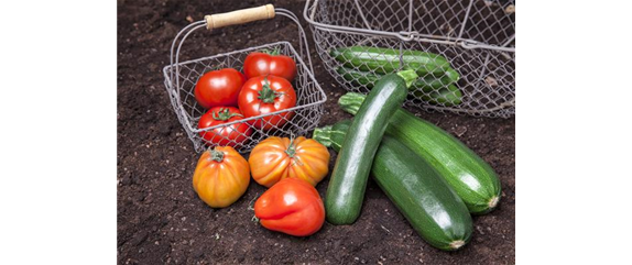 ERNTEDANKFEST  ERNTEDANKFEST