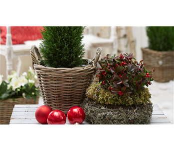 IMMERGRüNE OUTDOORSTARS