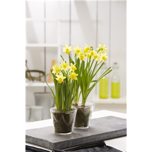 PFLANZE DES MONATS FEBRUAR: NARZISSE