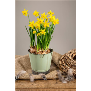 PFLANZE DES MONATS FEBRUAR: NARZISSE