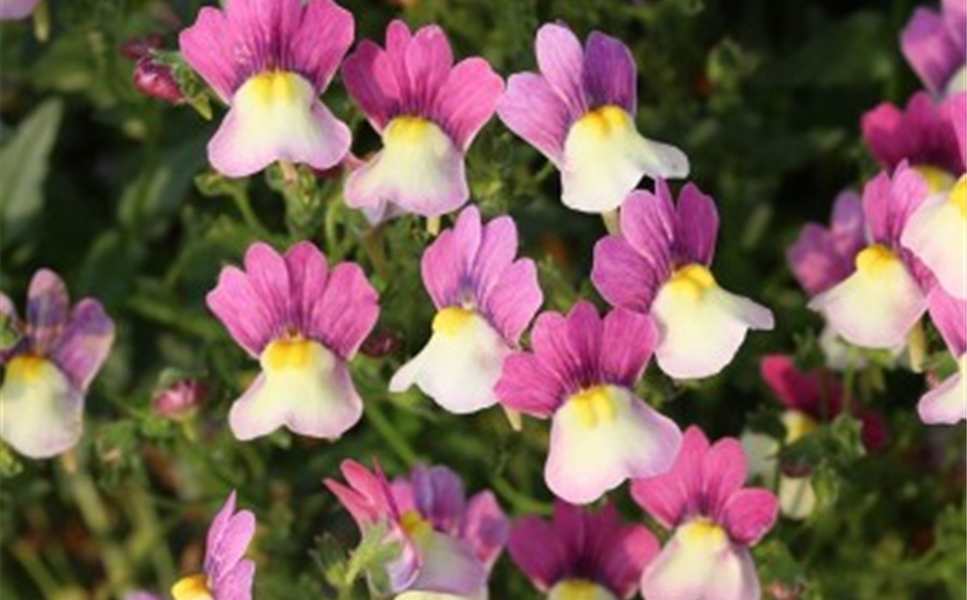 GÄRTNERS LIEBLING - DAS FEENKÜSSCHEN