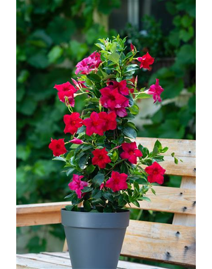 Dipladenia Pyramide 
