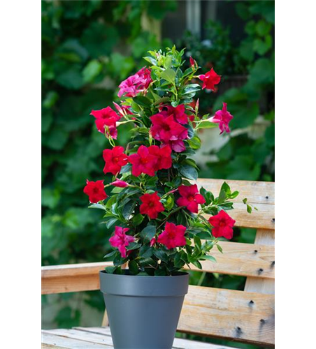 Dipladenia Pyramide 