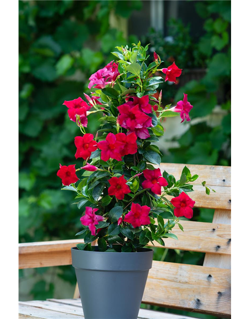 Dipladenia Pyramide 