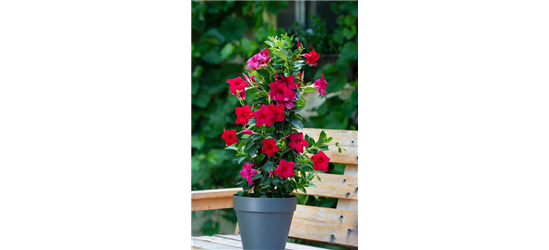 Dipladenia Pyramide 