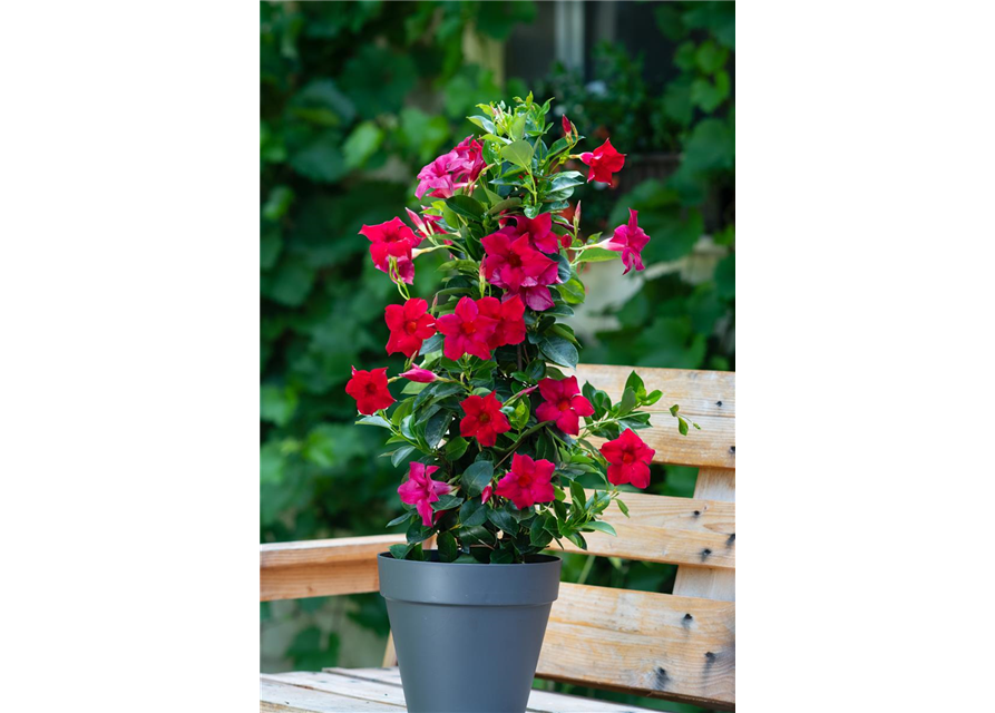 Dipladenia Pyramide 