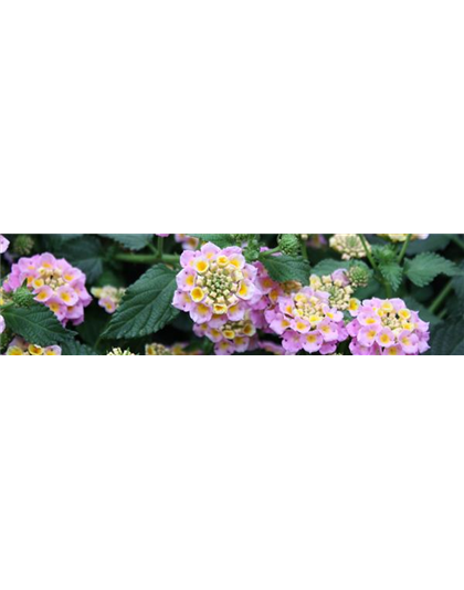 FARBSPIELE! FARBSPIELE!