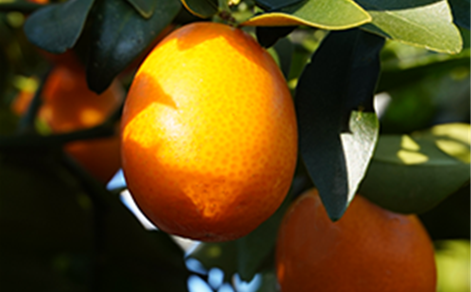 Zitruspflanzen - Urlaubsfeeling für Balkon, Garten & Terasse Zitruspflanzen - Urlaubsfeeling für Balkon, Garten & Terasse