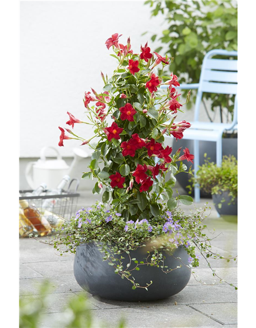 Dipladenia Pyramide 