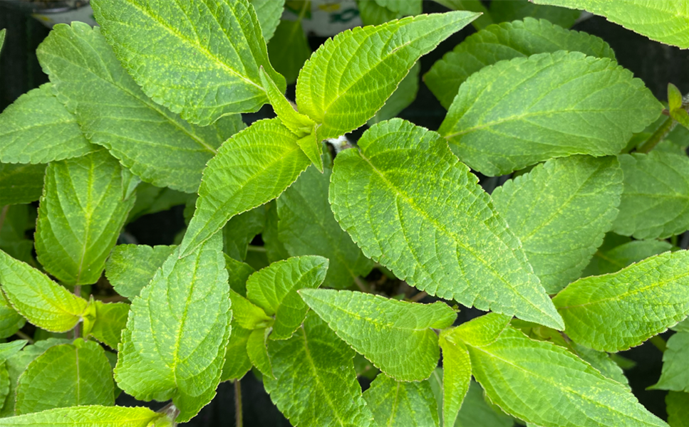 Rülckers Kräutersortiment - ANANASSALBEI