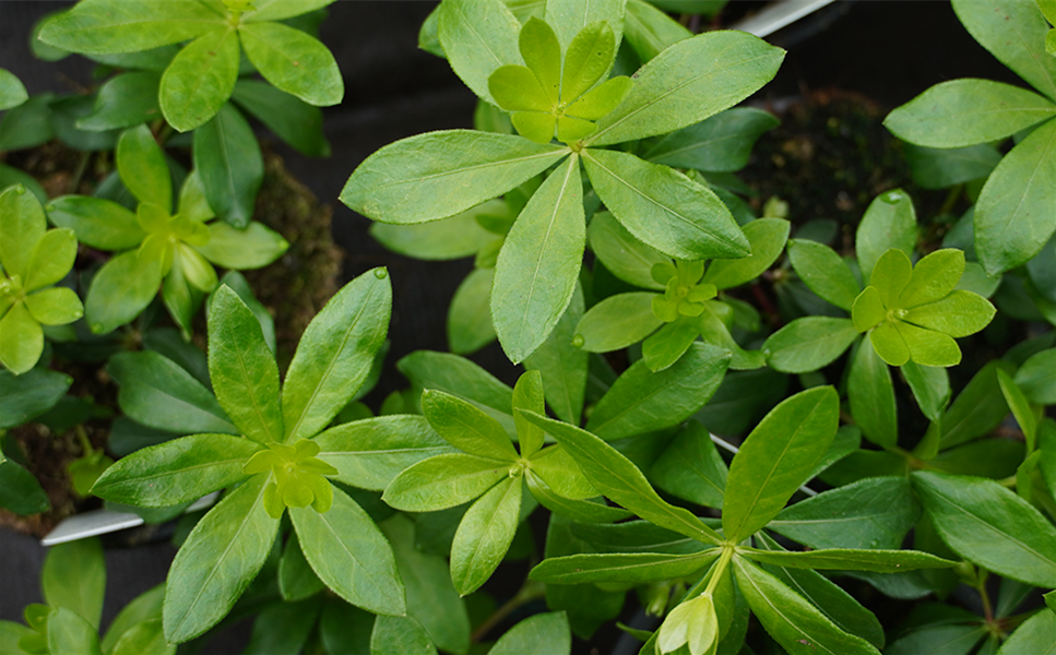 Rülckers Kräutersortiment - WALDMEISTER