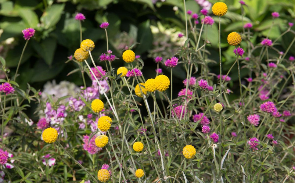 das schöne neue - TROMMELSTÖCKCHEN
