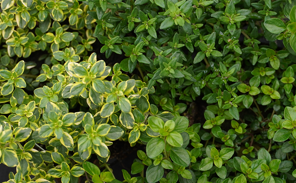 Rülckers Kräutersortiment - THYMIAN