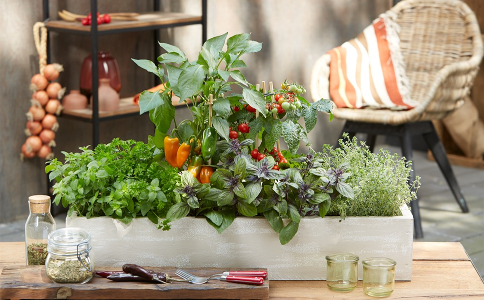 Balkonkasten 2022 - Die schmackhafte Simone Balkonkasten 2022 - Die schmackhafte Simone