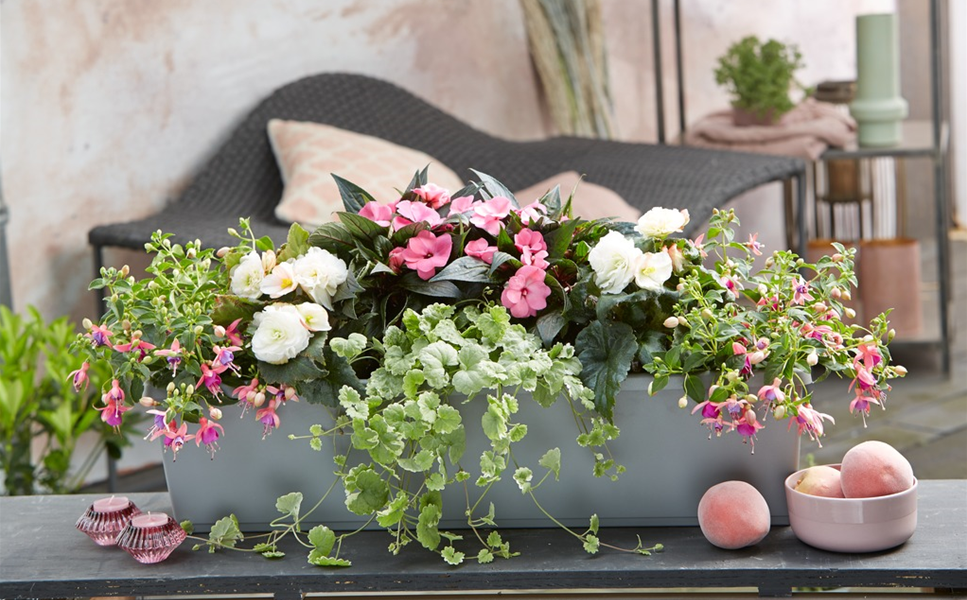 Balkonkasten 2022 - Die schattige Ulla Balkonkasten 2022 - Die schattige Ulla