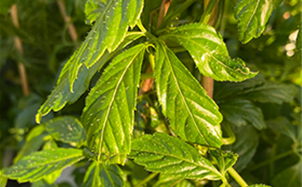 Rülckers Kräutersortiment - JIAOGULAN