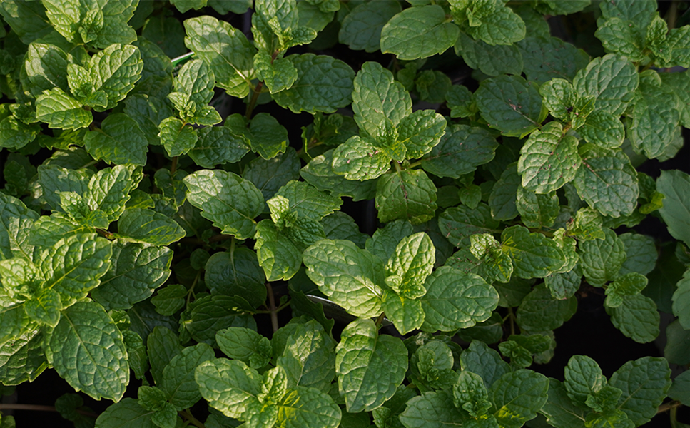 Rülckers Kräutersortiment - MINZE