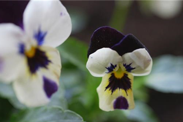 Hornveilchen - Einpflanzen im Garten Hornveilchen - Einpflanzen im Garten