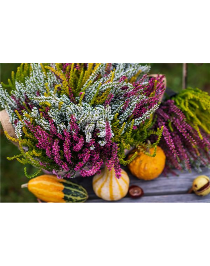 HEIDEWITZKA! HEIDEWITZKA!