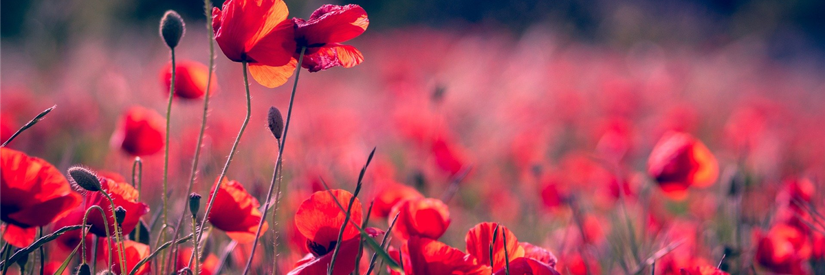 Mohn