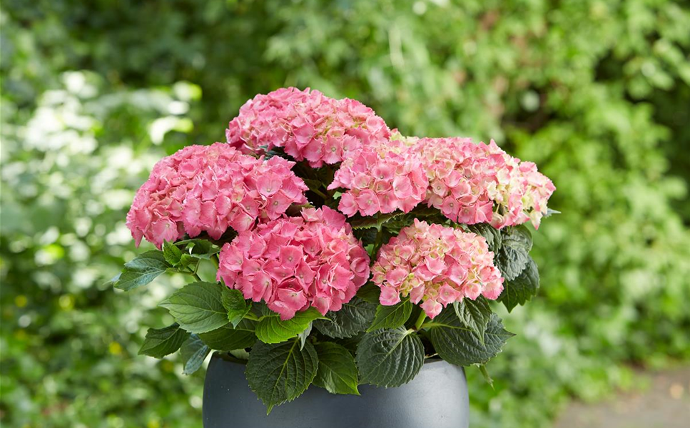 Beet & Balkon - HORTENSIEN Beet & Balkon - HORTENSIEN