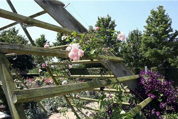 Gartengestaltung - Rosengarten