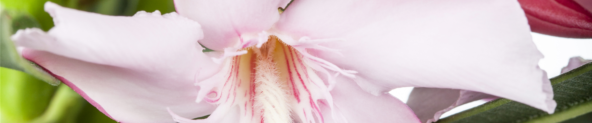 Nerium oleander