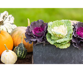 MUST-HAVES FÜR DEN HERBST!