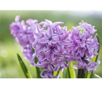 BUNTE FRÜHLINGSBLÜHER FÜR DRAUßEN 