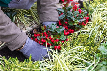 Die Tradition der Grabbepflanzung Die Tradition der Grabbepflanzung