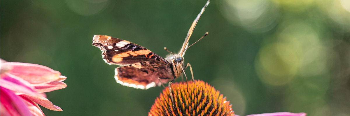 Schmetterling auf Sonnenhut