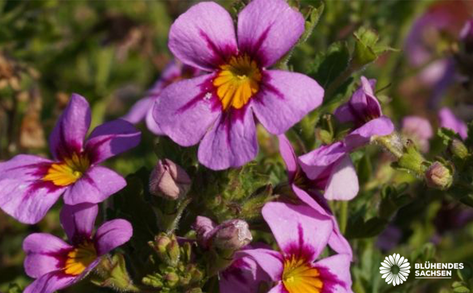 Ein echter Hingucker - James Goldeneye