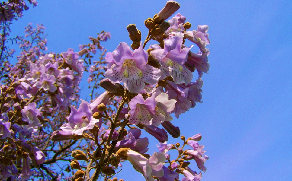 Baumschule - Dresdens grüne Oase. Baumschule - Dresdens grüne Oase.