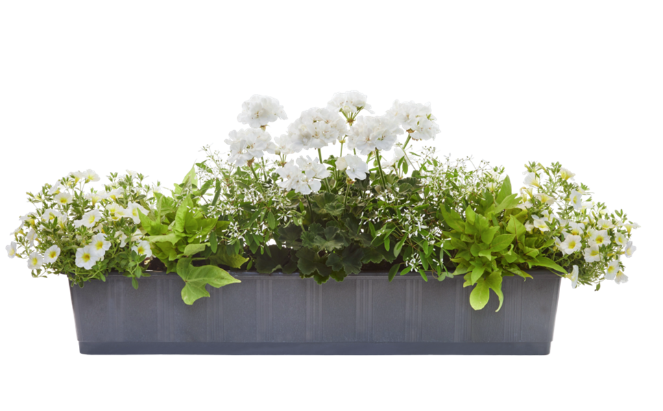 Balkonkasten 2022 - Die strahlende Clara Balkonkasten 2022 - Die strahlende Clara