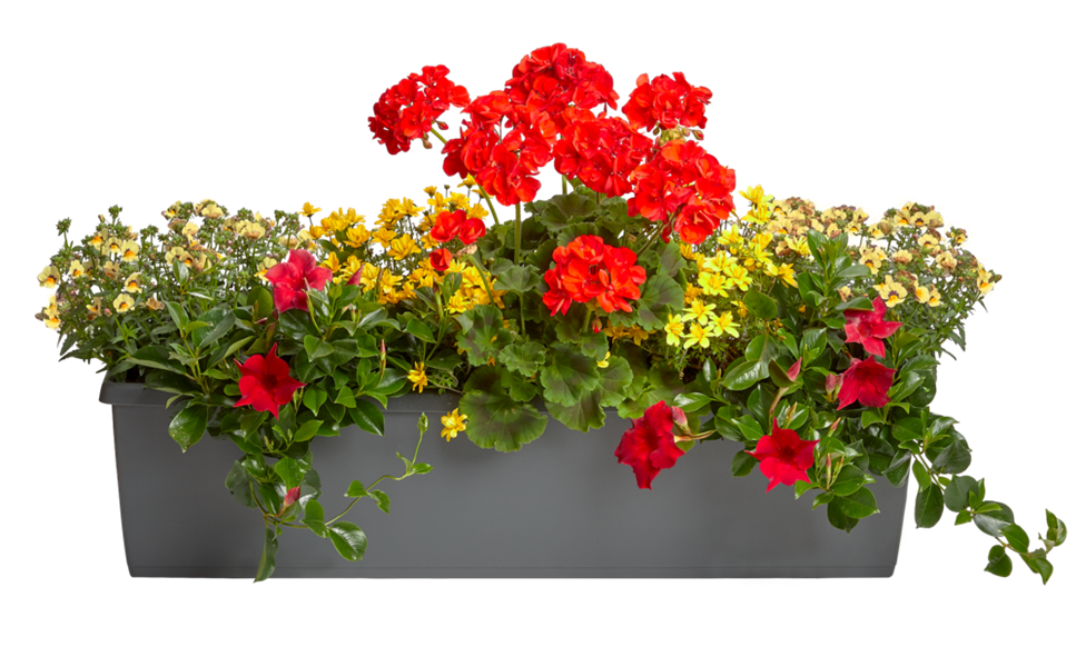 Balkonkasten 2022 - Die bunte Sonja Balkonkasten 2022 - Die bunte Sonja