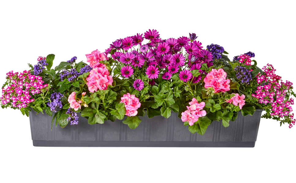 Balkonkasten 2022 - Die rosafarbene Marie Balkonkasten 2022 - Die rosafarbene Marie