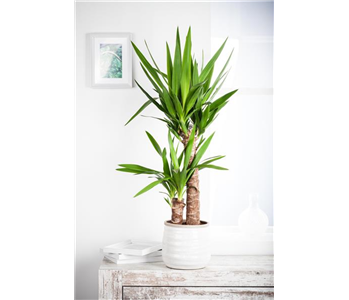 PFLEGELEICHTE ZIMMERPFLANZEN!