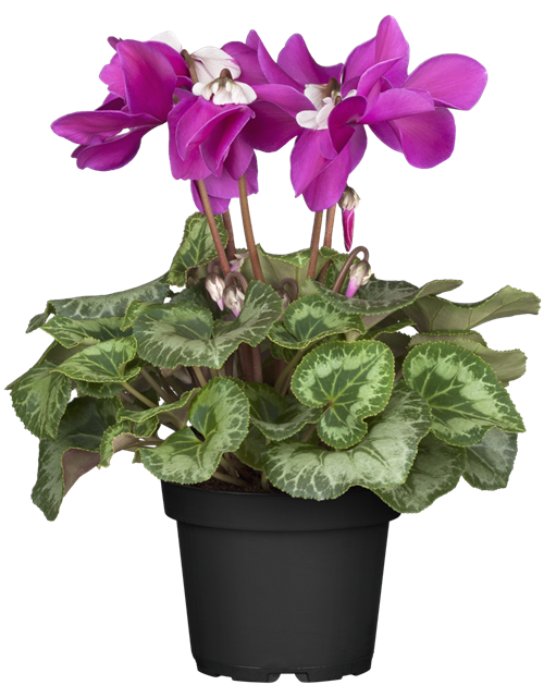 Schirmalpenveilchen Fleur en Vogue
