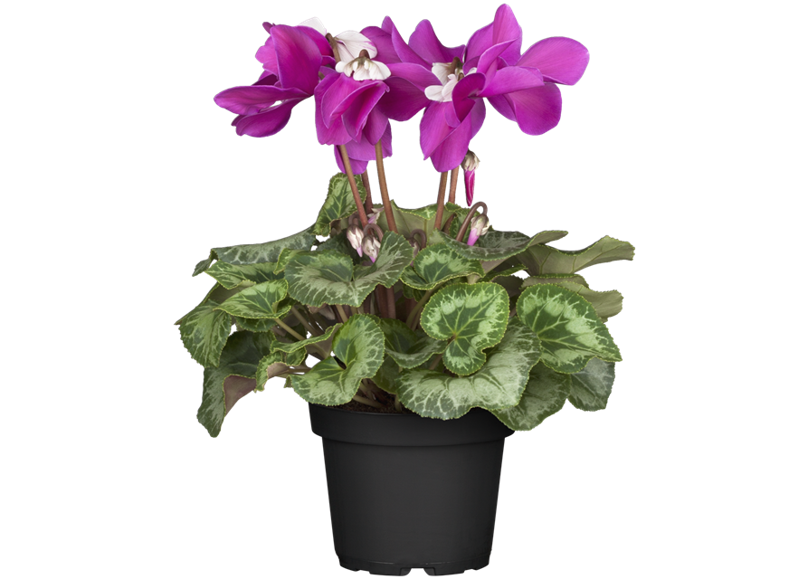 Schirmalpenveilchen Fleur en Vogue