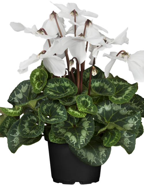 Schirmalpenveilchen Fleur en Vogue
