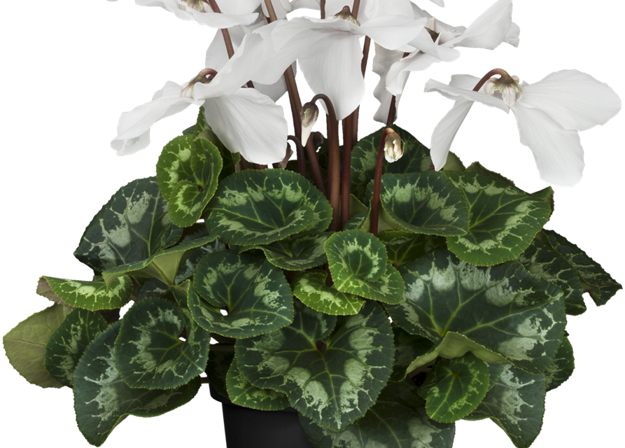 Schirmalpenveilchen Fleur en Vogue
