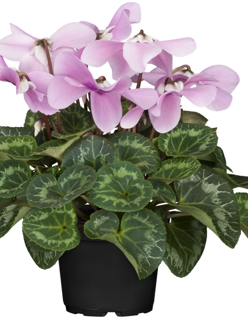 Schirmalpenveilchen Fleur en Vogue