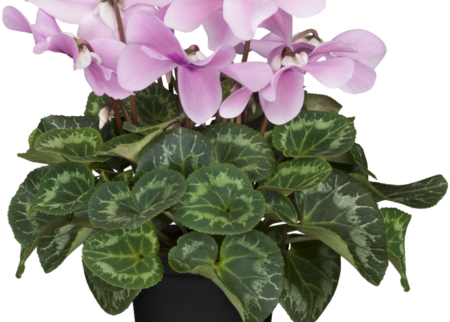 Schirmalpenveilchen Fleur en Vogue