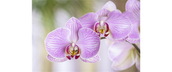 DIE ORCHIDEEN-KLASSIKER DIE ORCHIDEEN-KLASSIKER