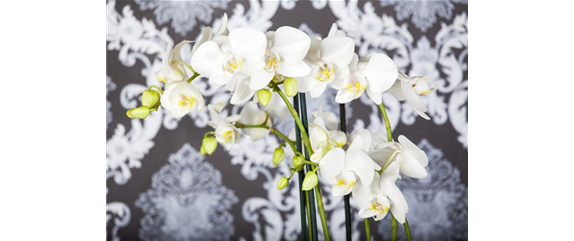 DIE ORCHIDEEN-KLASSIKER DIE ORCHIDEEN-KLASSIKER