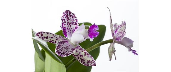 DIE ORCHIDEEN-KLASSIKER DIE ORCHIDEEN-KLASSIKER