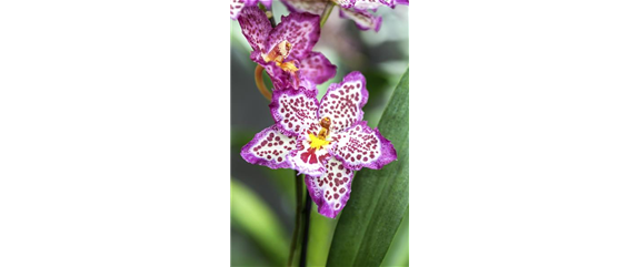 DIE ORCHIDEEN-KLASSIKER DIE ORCHIDEEN-KLASSIKER