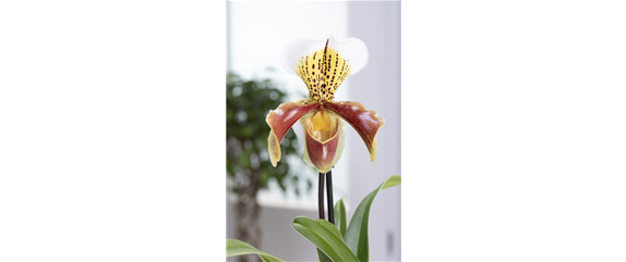 DIE ORCHIDEEN-KLASSIKER DIE ORCHIDEEN-KLASSIKER