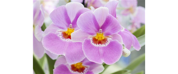 DIE ORCHIDEEN-KLASSIKER DIE ORCHIDEEN-KLASSIKER