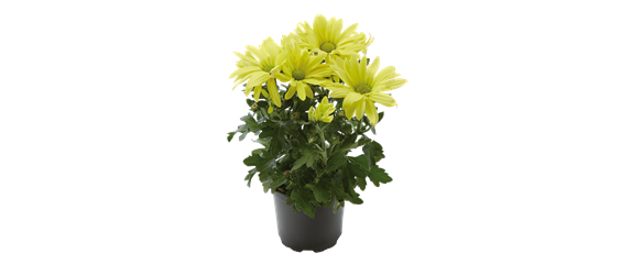 EIN KUNTERBUNTER HERBST! EIN KUNTERBUNTER HERBST!